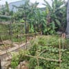 CHO THUÊ VILLA BIỂN, HÒA MINH, LIÊN CHIỂU, ĐÀ NẴNG – DIỆN TÍCH 135M² (NGANG 12M), GẦN VÕ AN NINH VÀ PHAN VĂN ĐỊNH gen h z6708547022505 7314f4c703aab0baaf569a82ead2d478