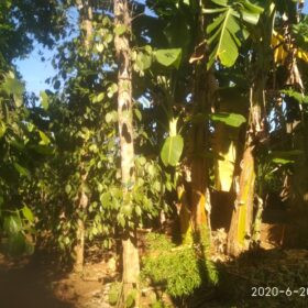 IMG 20200620 152419